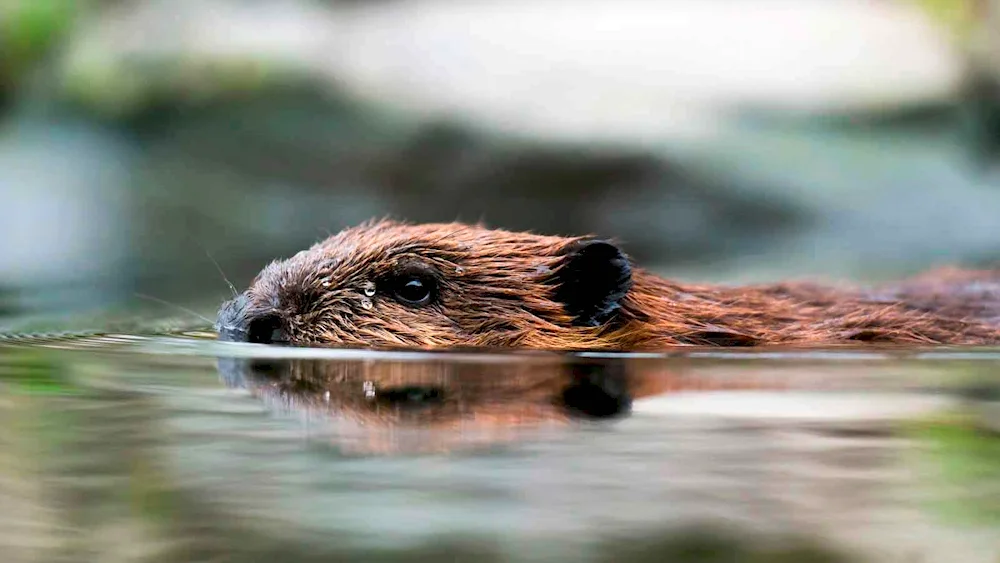 Marine otter calan