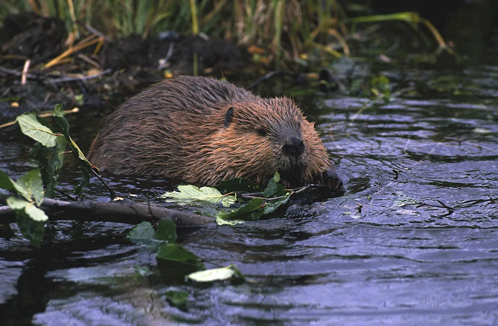 Common beaver