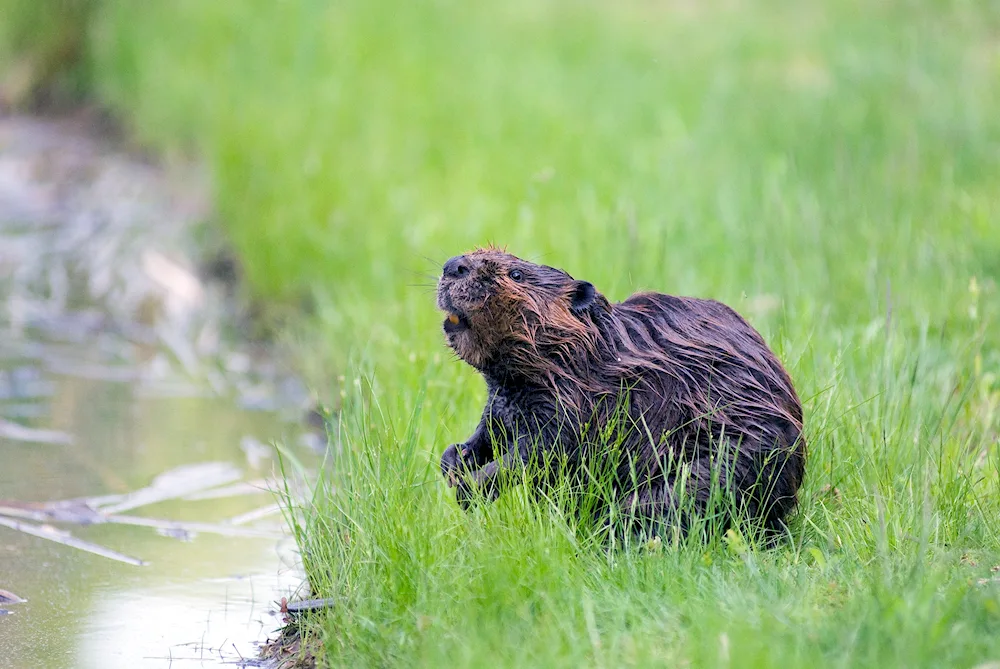 Capybara in the water