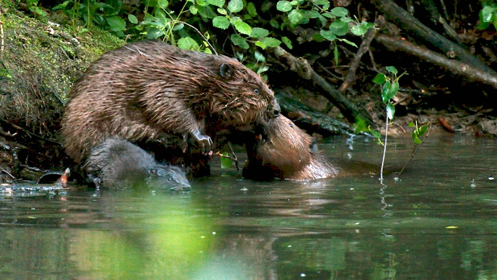 River BeaverJustin Beaver