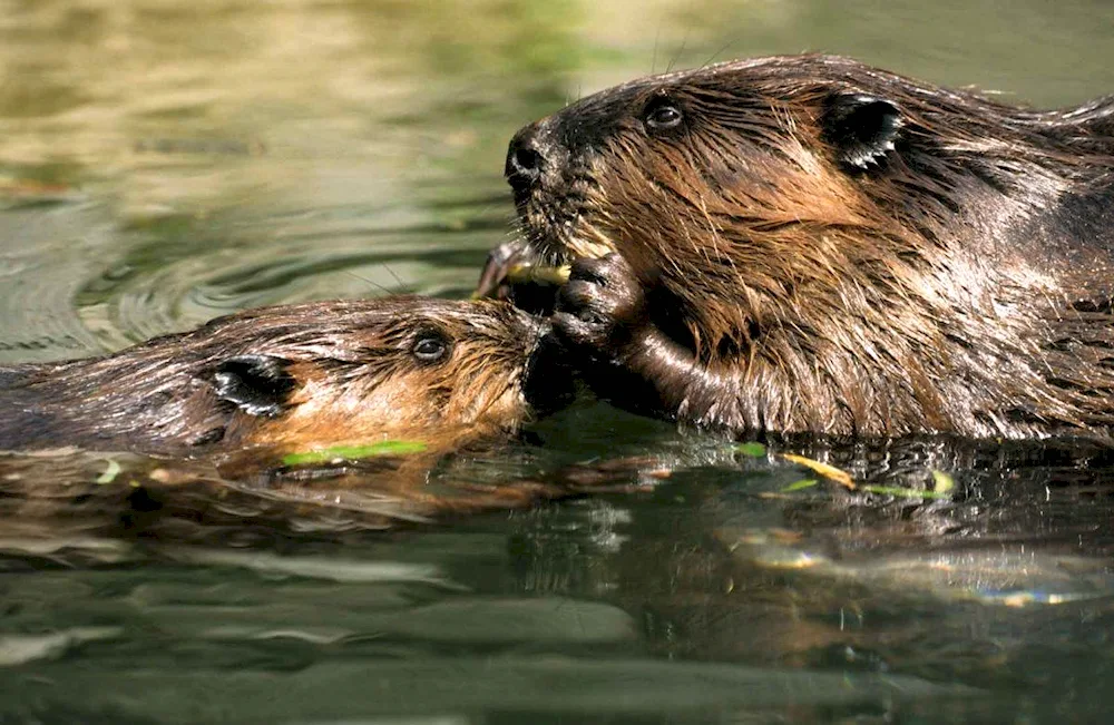 Canadian Beaver Castor canadensis