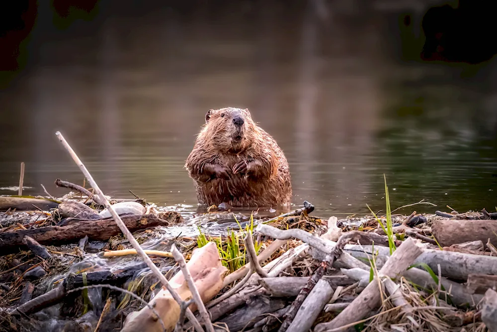 Common River Beaver