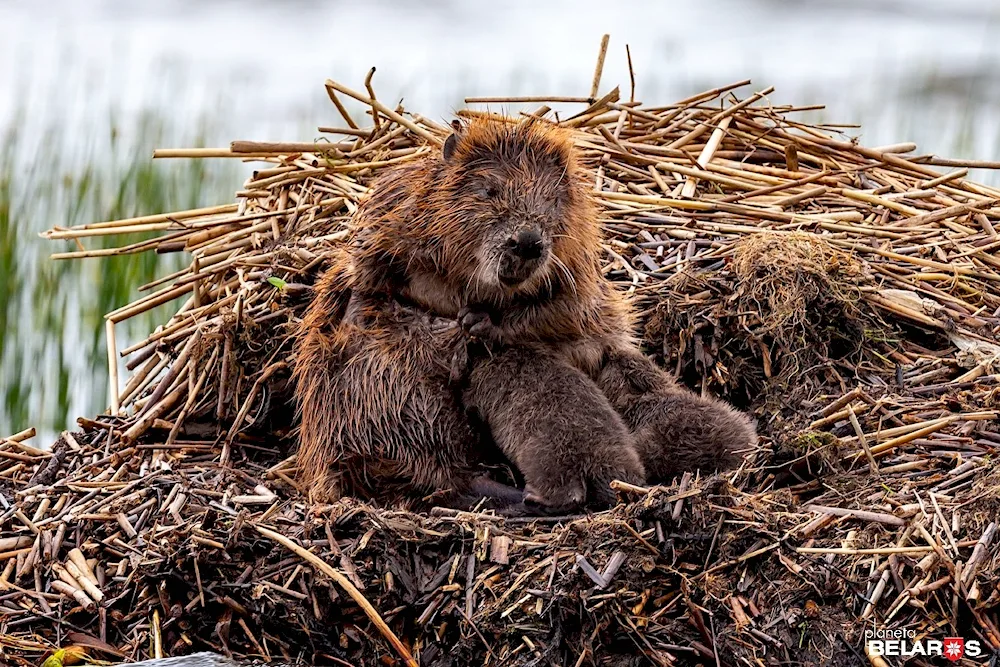 Common Beaver