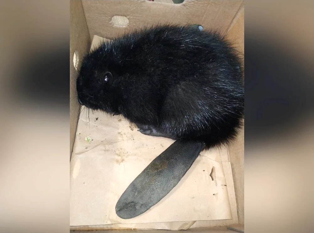 West Siberian River Beaver