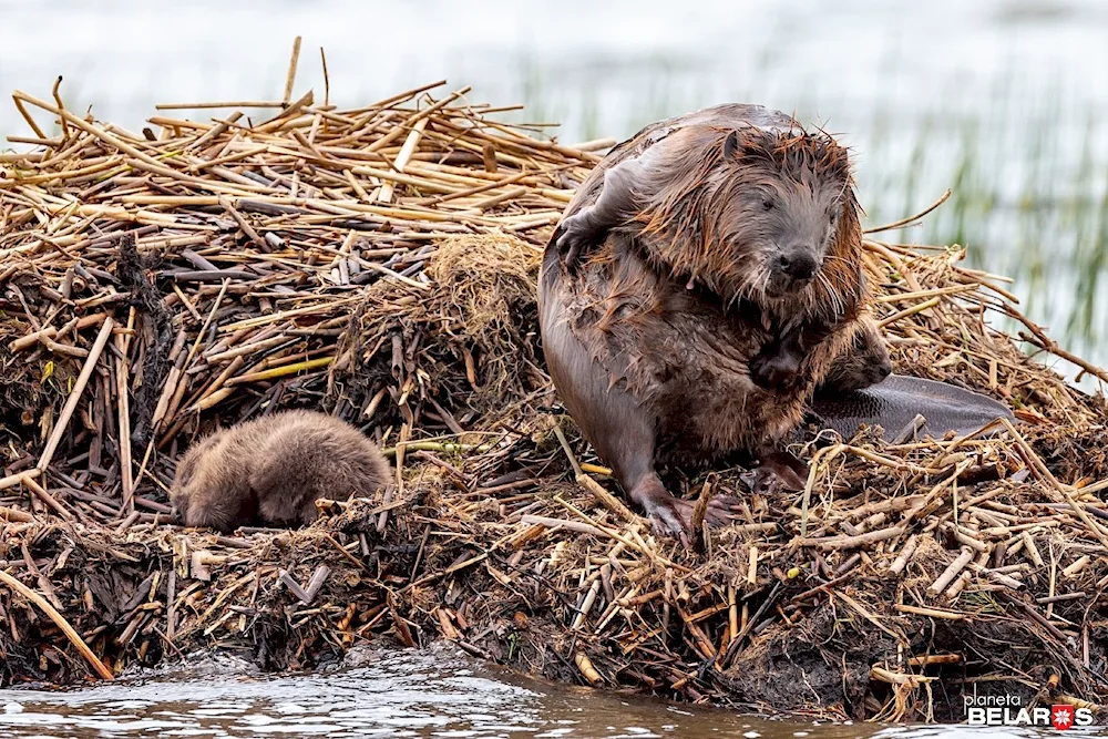 Girl Beaver