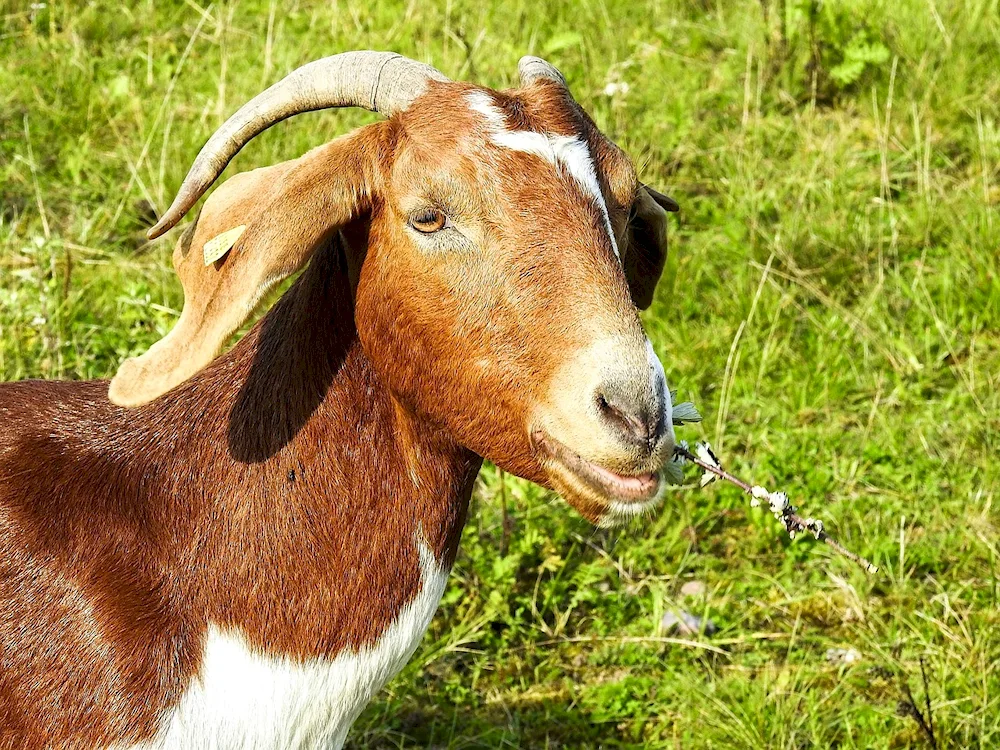 Anglo-Nubian goat