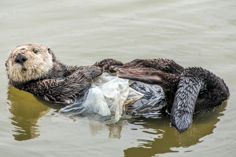 Marine otter calanus calanus