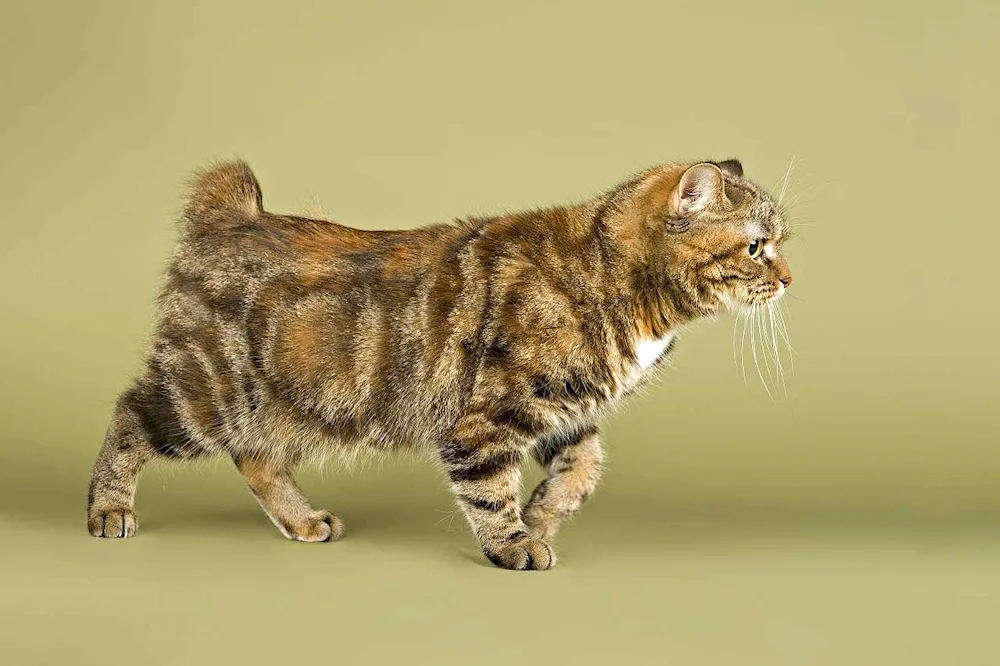 Kurilian bobtail Kimrik