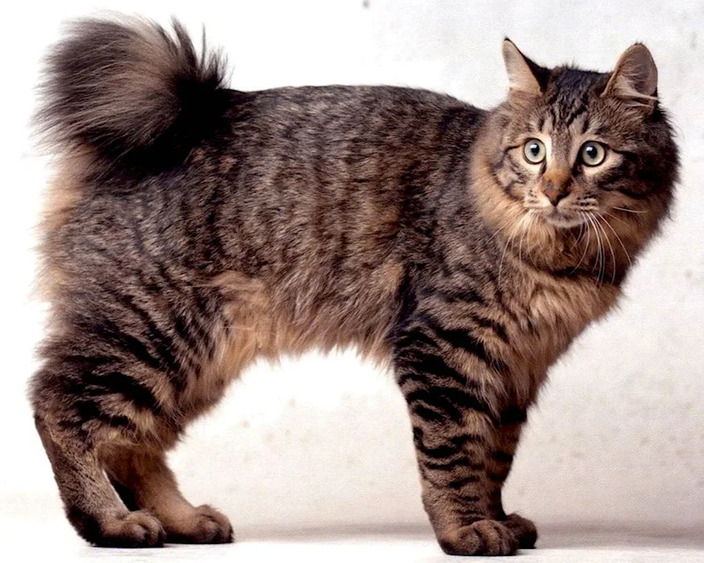 Bobtail cat