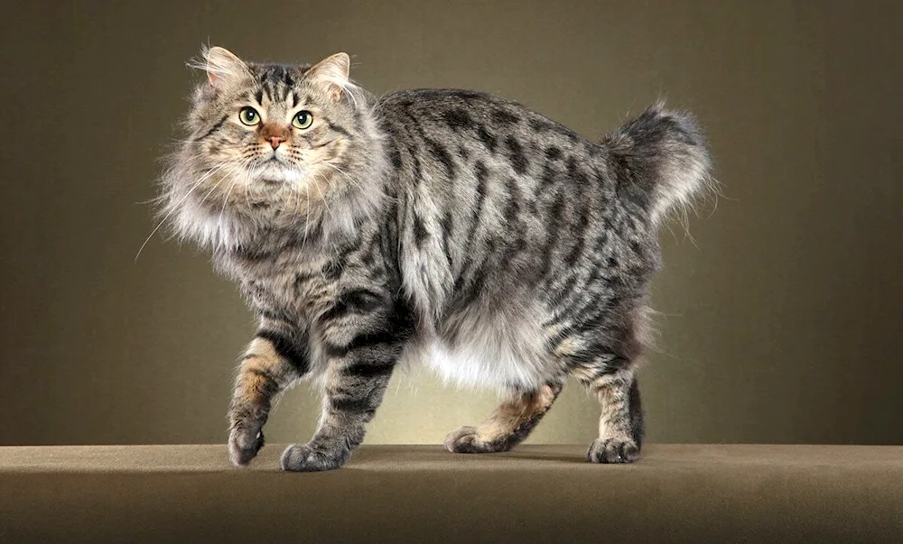 Bobtail cat