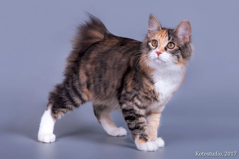 Bobtail cat