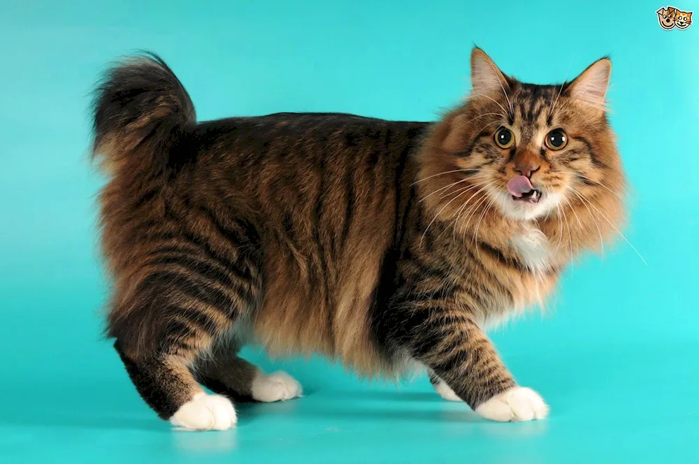 Bobtail cat