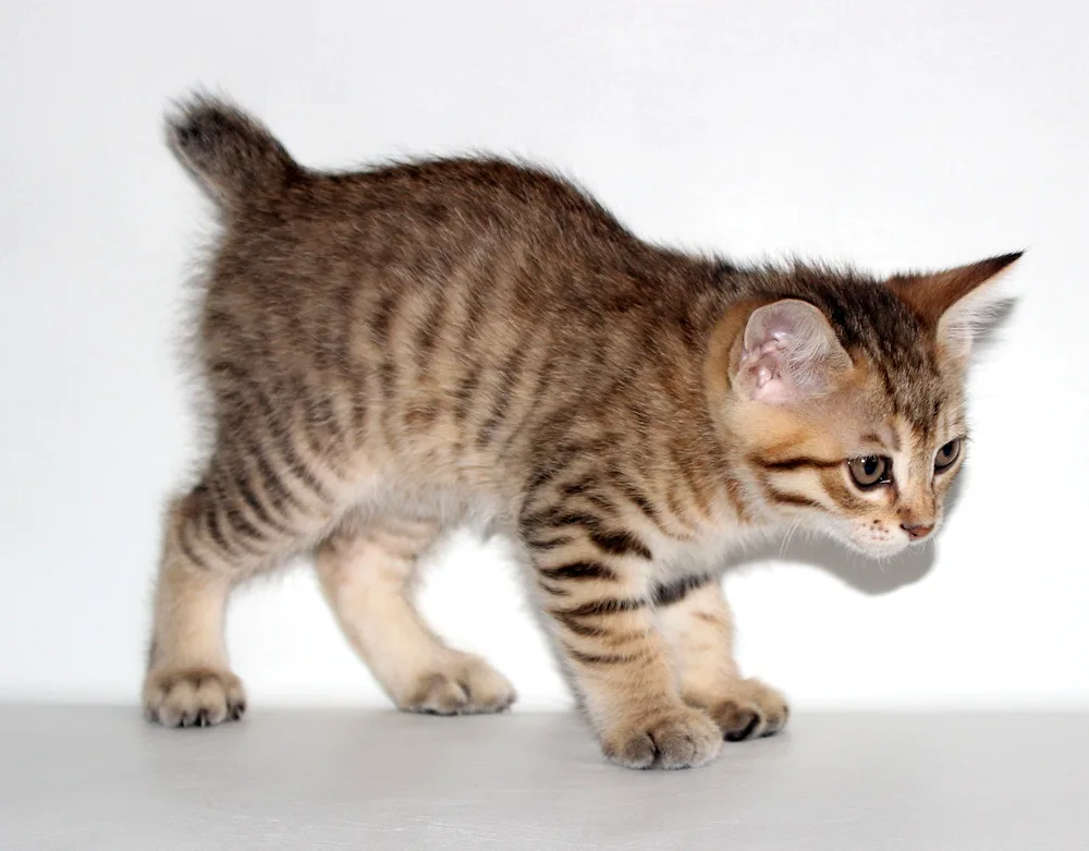 Bobtail cat