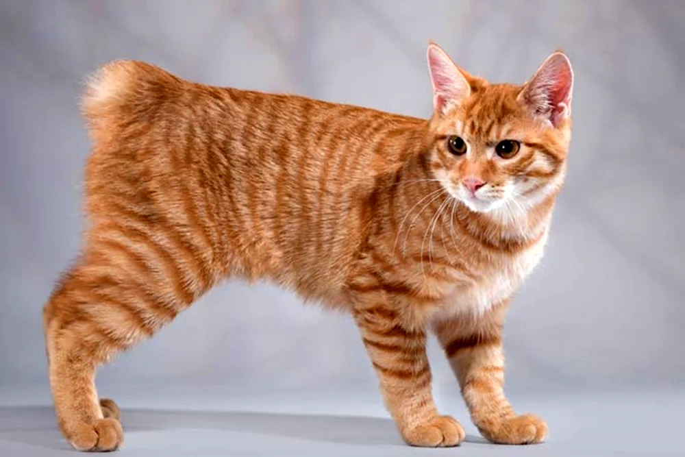 Bobtail cat