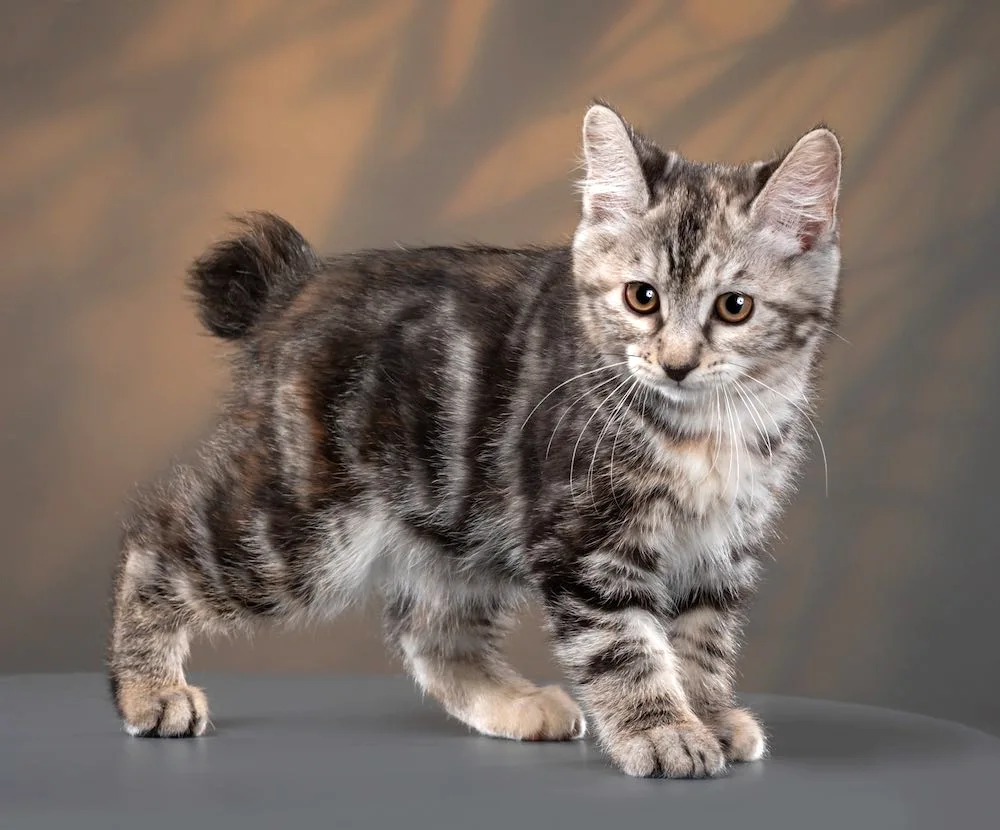 Bobtail cat