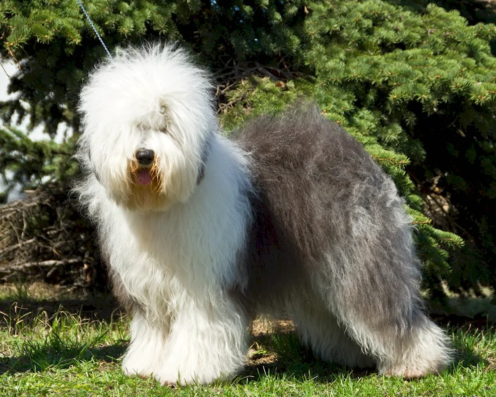 Briard Terrier