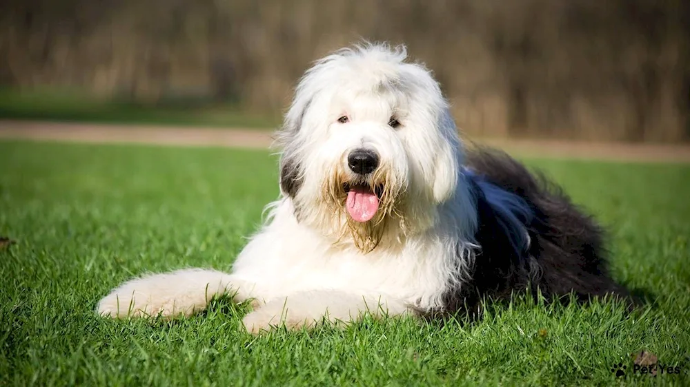 Blue Hilaire Australian Shepherd