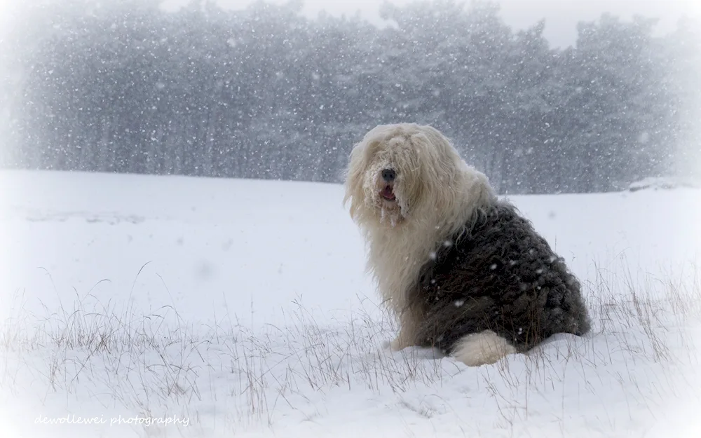 Tibetan Mastiff