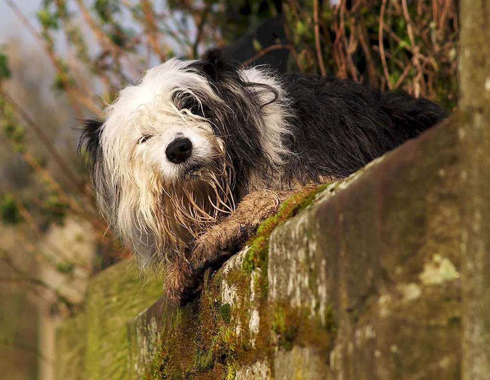 Old English Shepherd Bobtail dog