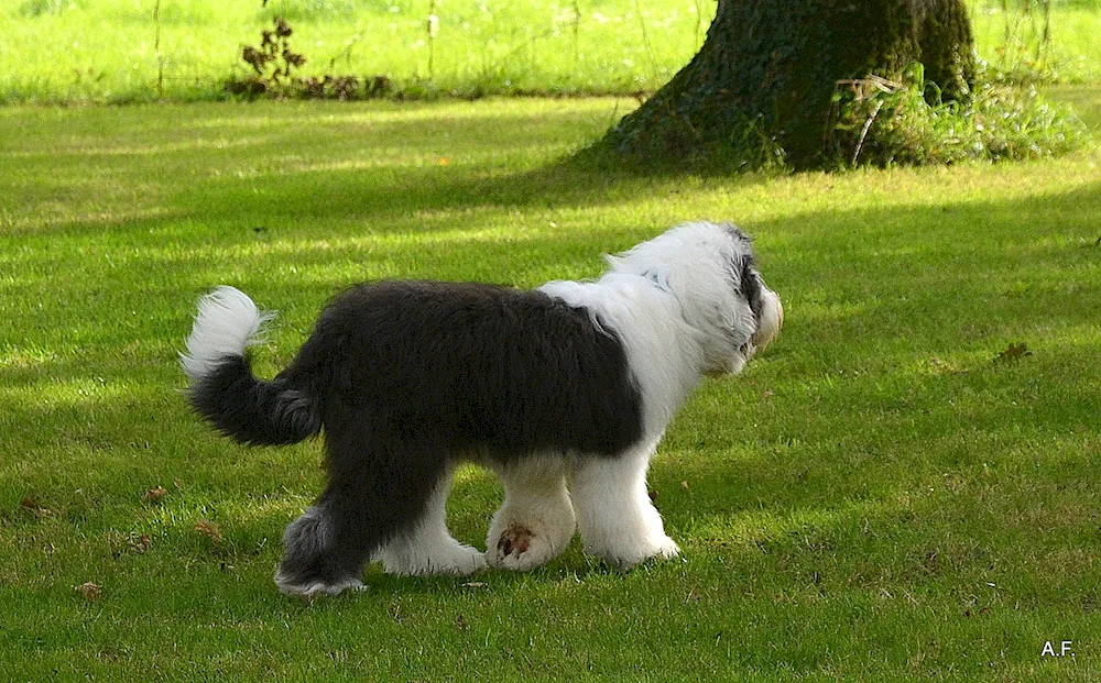 Slug breedsHungarian Shepherd dog