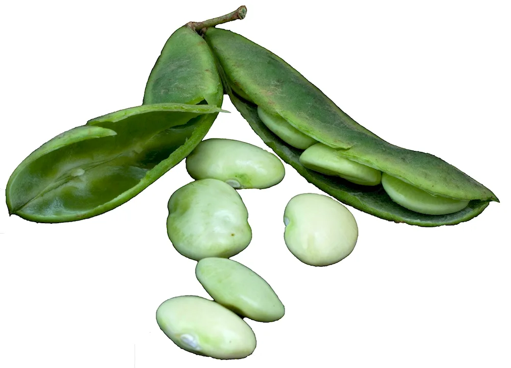 Seed bean