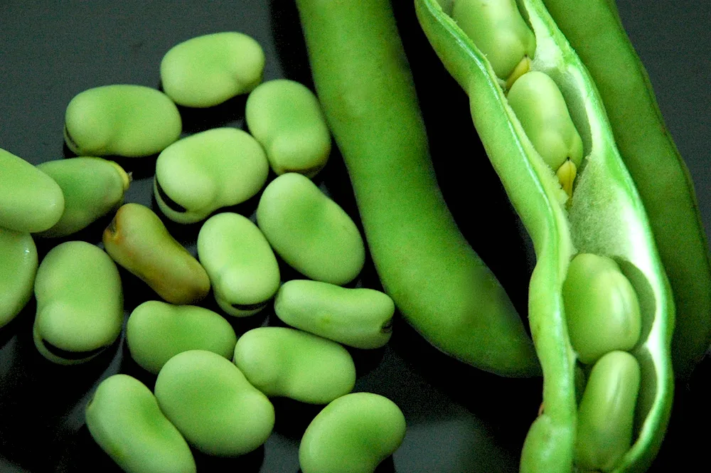 Vicia Faba beans.