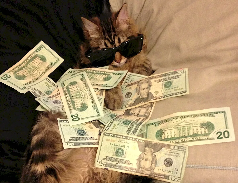 Money cat