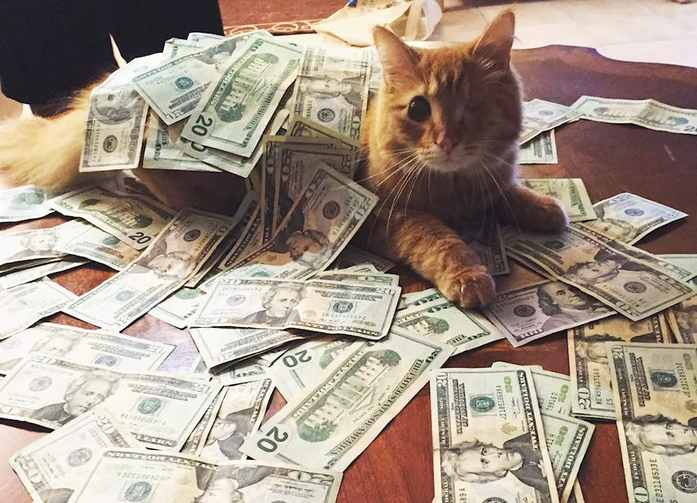 Money cat