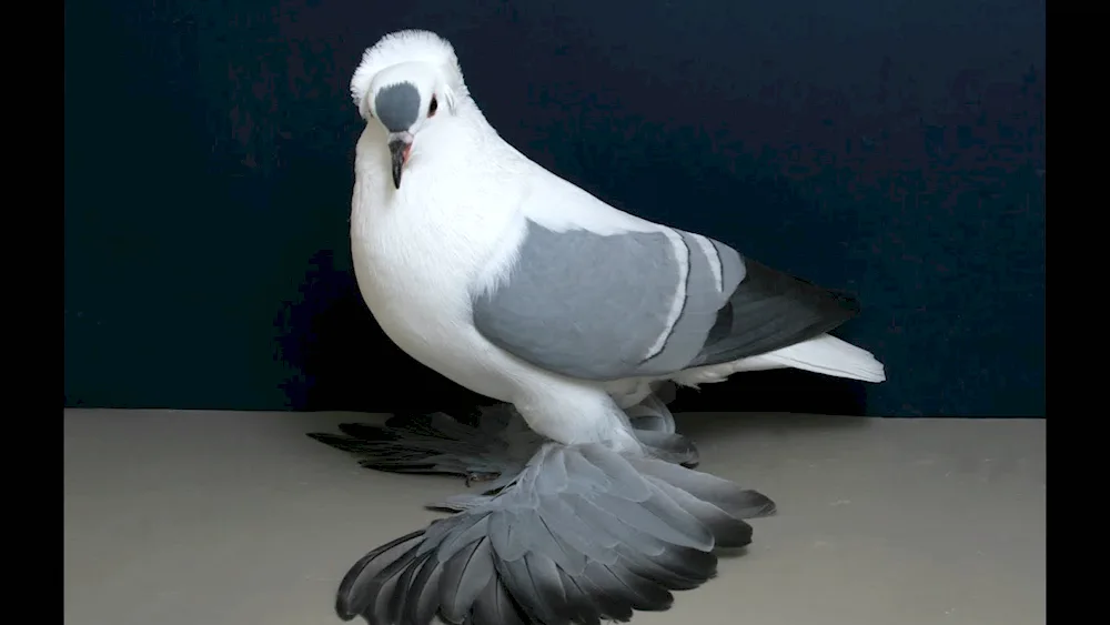 Bohemian Cosmonauga pigeon