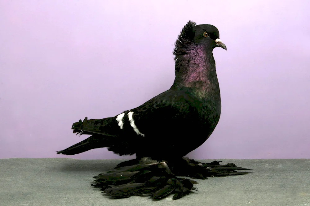 Bohemian Cosmonauga pigeon