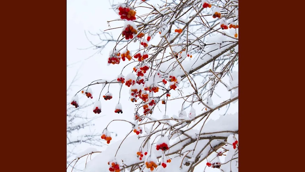 Ryanberry in the snow winter