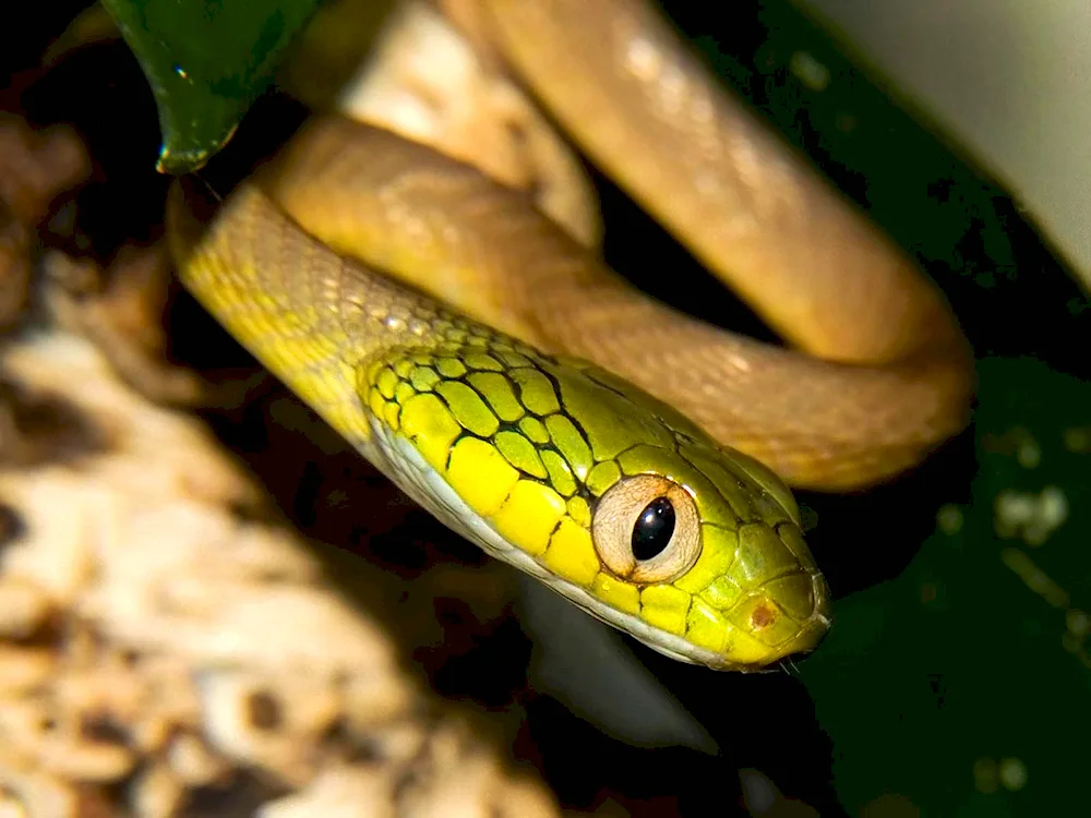 King python yellow