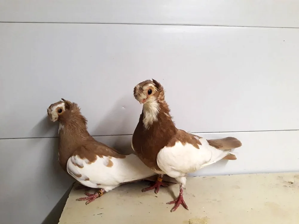 Turman pigeons