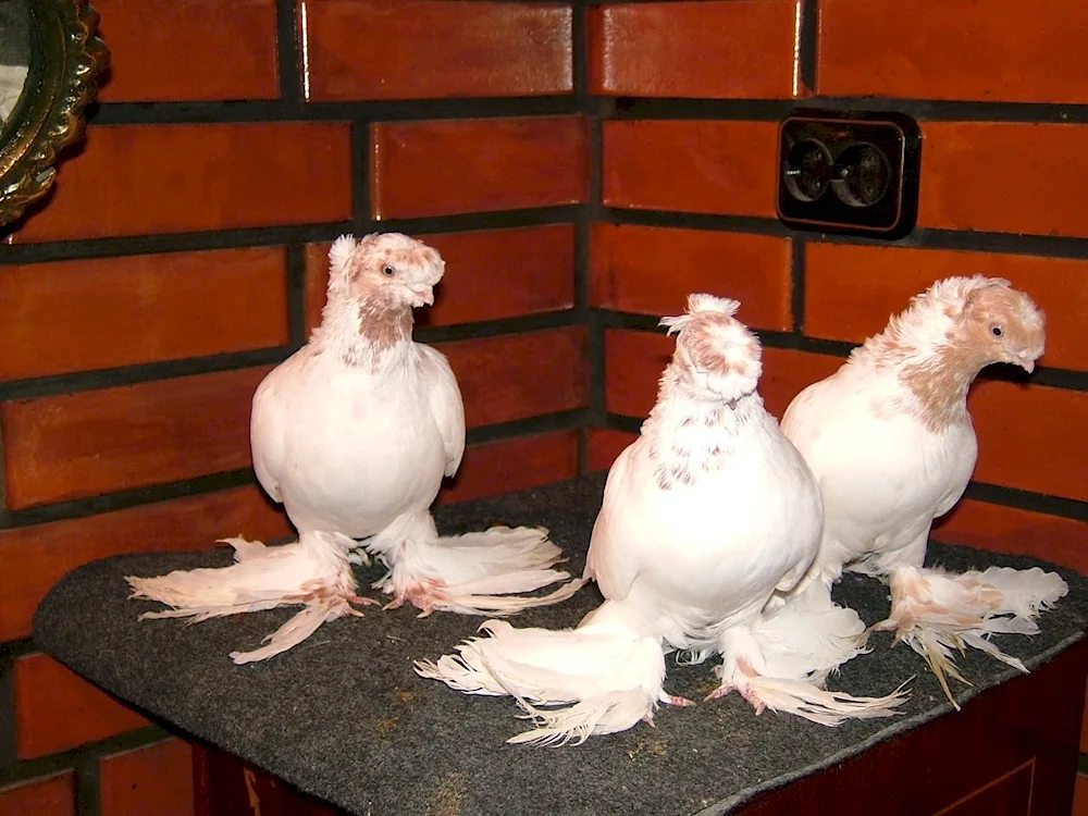 Uzbek double-beaked fighting pigeons