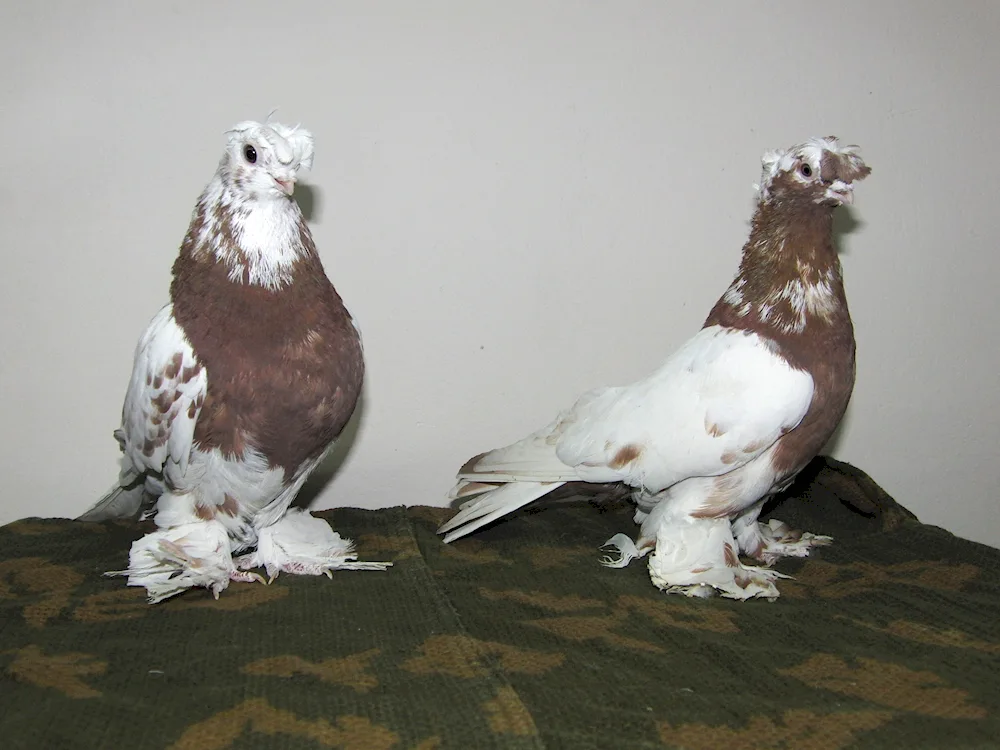 Uzbek double-beaked short-beaked pigeons