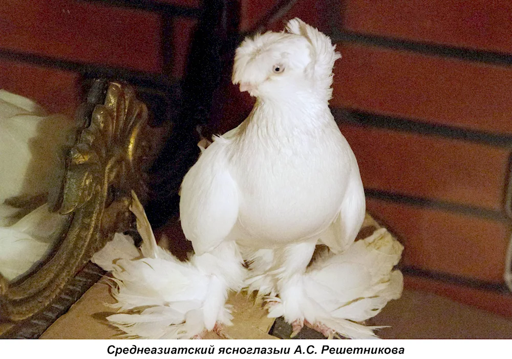 Uzbek pigeonsFootless