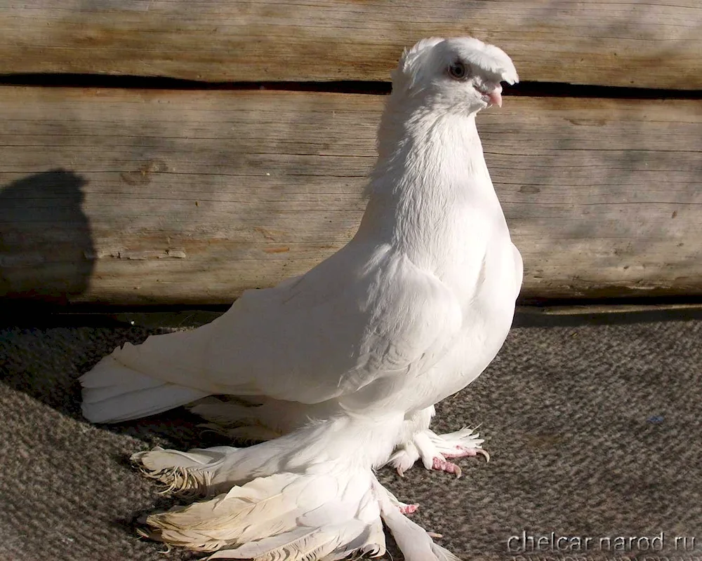 North Caucasian fighting pigeons