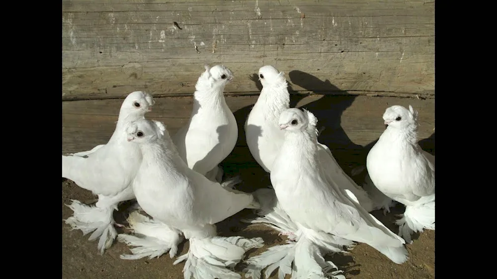 Marbled double-stuffed fighting pigeons