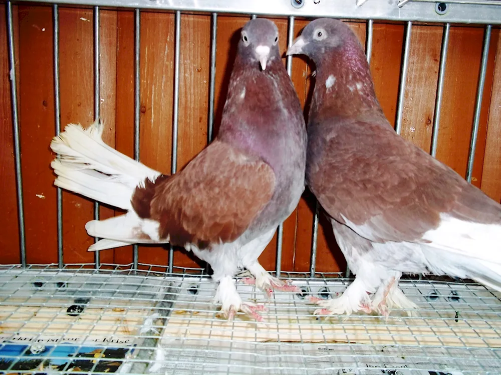 Fighting pigeons Takla