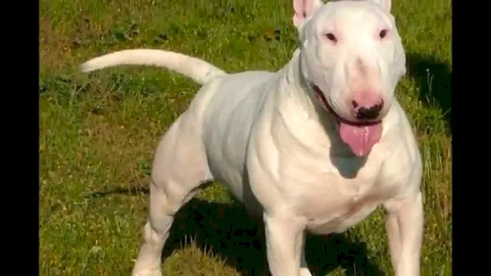 American Bull Terrier