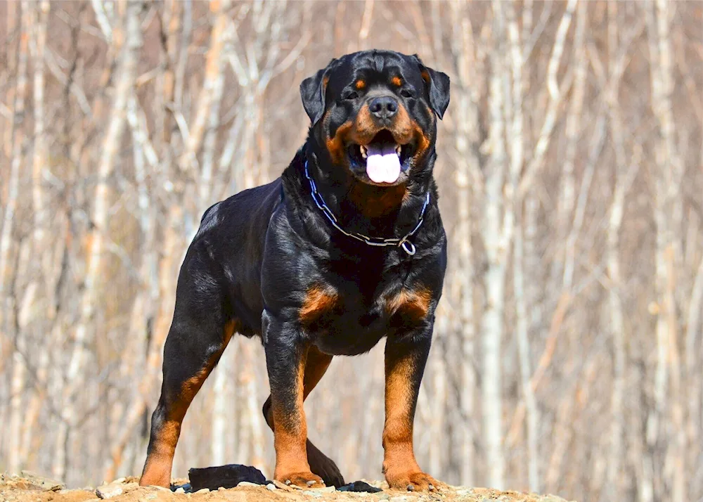 Rottweiler