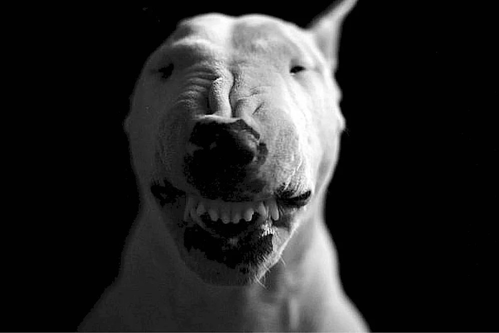 Bull Terrier