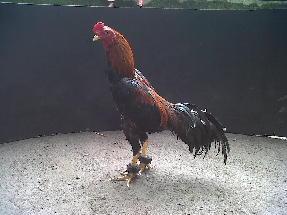 Chamo fighting roosters