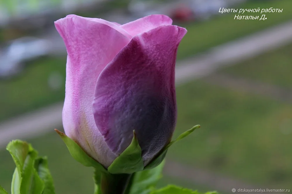 Tea hybrid rose varieties