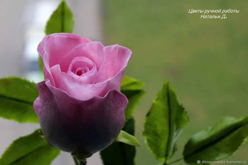 Tea hybrid roses