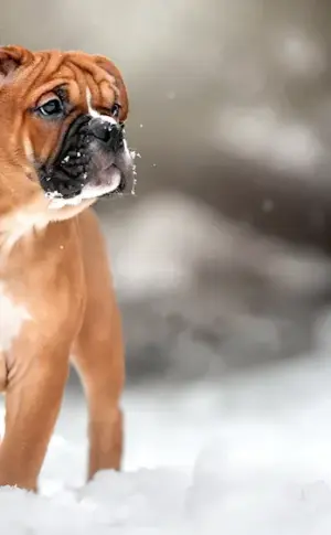 Boxer dog