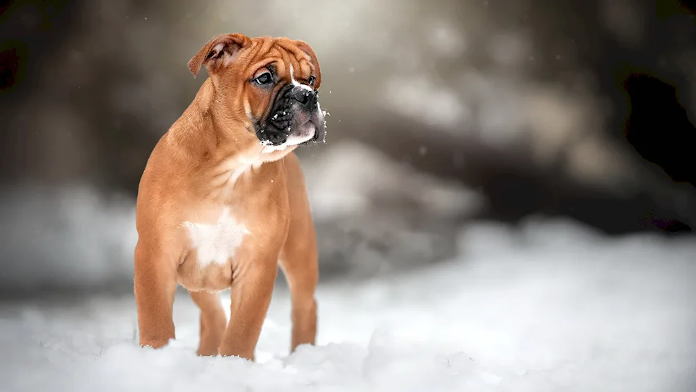 Boxer dog