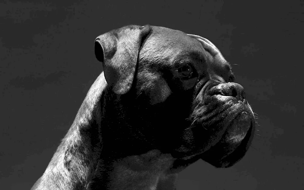 Boxer dog breed