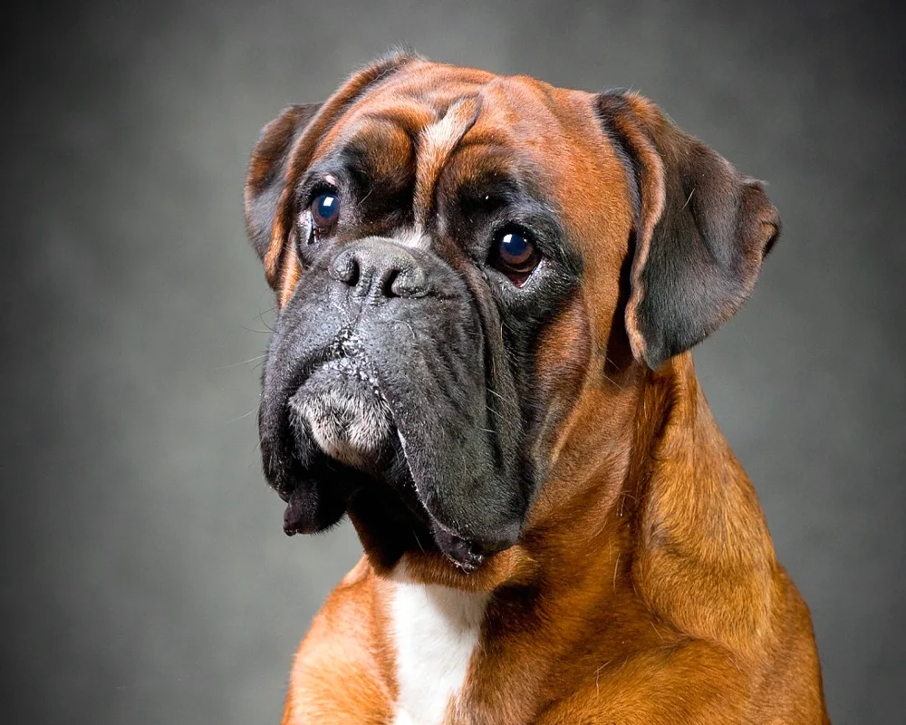 Breed of Dog Bulldog