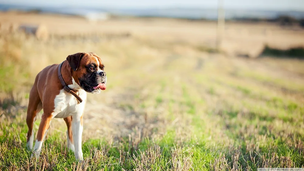 Labrador retriever